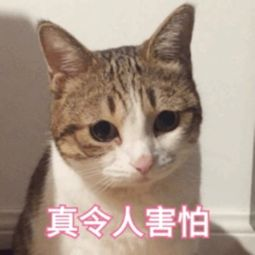 1667783569788668.png 2022.9.22.png